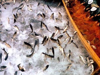 家禽家畜行業分類百科