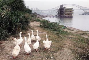 標語與雞鳴 當規則遭遇生活
