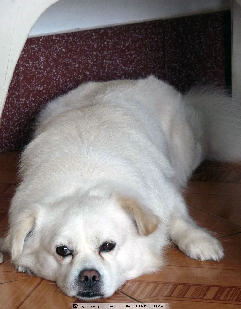 從守護者到家人 家犬在人類文明中的獨特地位