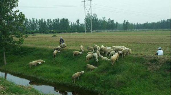 溫鐵軍談農村養殖禁令 矯枉過正會危及民生