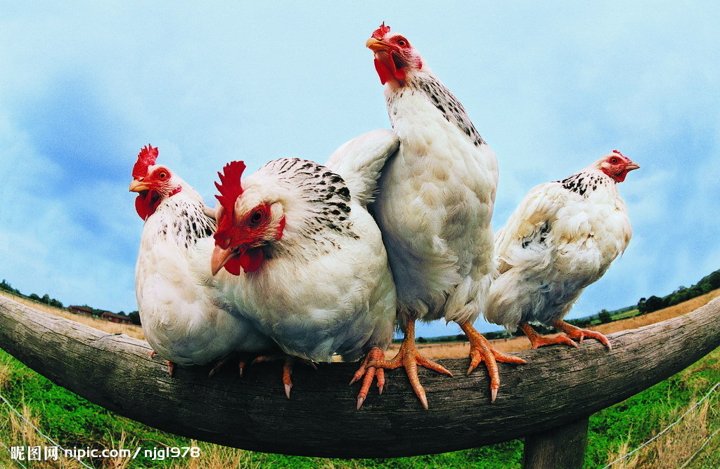 白公雞 農(nóng)家院中的優(yōu)雅衛(wèi)士