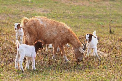 羊群水畔，六畜興旺——淺析河邊放牧的傳統(tǒng)與智慧