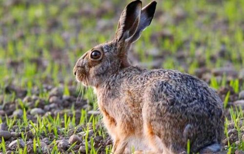 臘月不撿兔，正月不撿雞——農(nóng)村俗語里的生活智慧與防疫之道